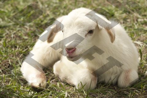 山羊水印图像PHP Imagick